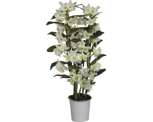 Dendrobium 'Nobile Apollon' 55-70 cm