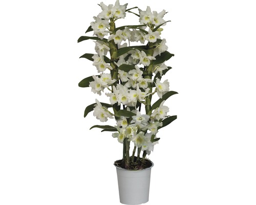 Dendrobium nobile FloraSelf 'Apollon' H 55-70 cm pot Ø 12 cm 2 panicules