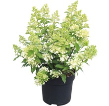 Rispenhortensie FloraSelf Hydrangea paniculata 'Magical Matterhorn' H 50-60 cm Co 6 L