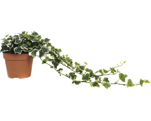 Lierre FloraSelf Hedera helix 'White Wonder' H 20-35 cm pot de Ø 13 cm