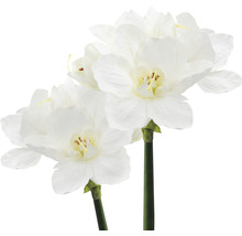 Deux jonquilles artificielles à fleurs blanches