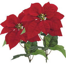 Deux poinsettias rouges comme décoration