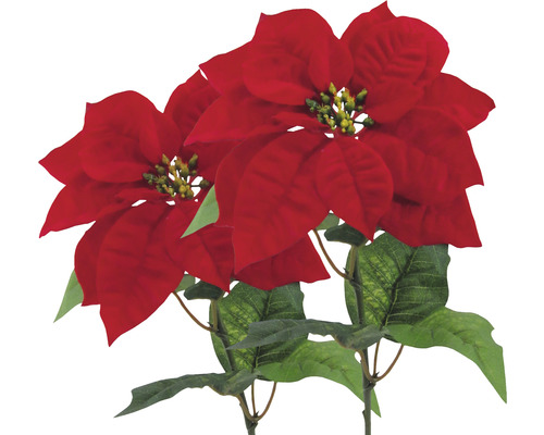 Deux poinsettias rouges comme décoration