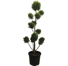 Engische Zypresse FloraSelf Cupressocyparis leylandii 'Castlewelland Gold' PonPon 130cm