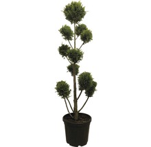 Engische Zypresse FloraSelf Cupressocyparis leylandii 'Castlewelland Gold' PonPon 130cm