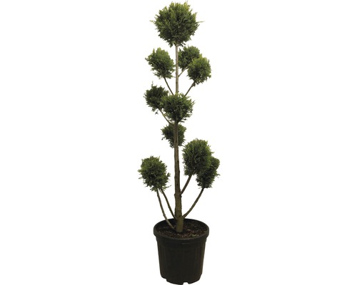 Engische Zypresse FloraSelf Cupressocyparis leylandii 'Castlewelland Gold' PonPon 130cm