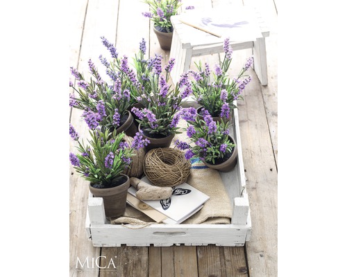 Dekorative Lavendelpflanzen in Töpfen, arrangiert in einer weißen Holzkiste auf einem Holztisch.