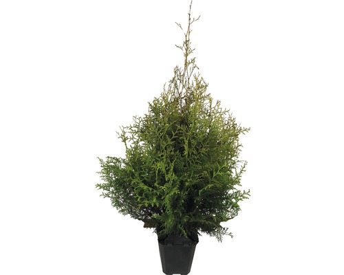 Lebensbaum FloraSelf® Thuja Brabant 80-100 cm