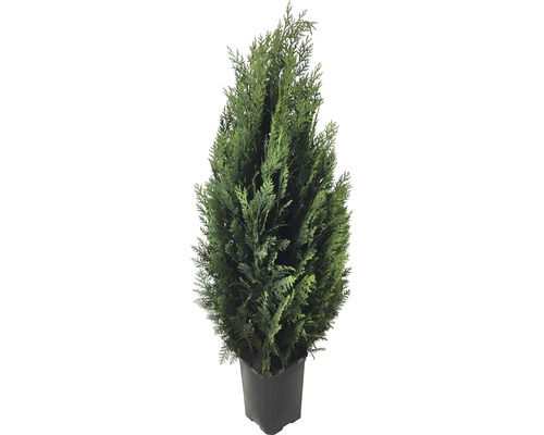 Blaue Scheinzypresse FloraSelf® col. Glauca 80-100 cm Blaue Scheinzypresse FloraSelf® col. Glauca 80-100 cm