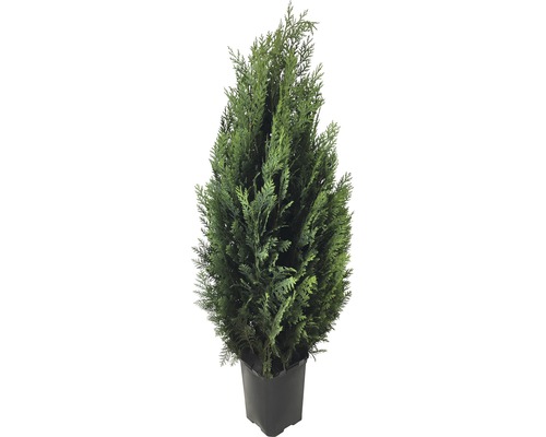 Blaue Scheinzypresse FloraSelf® col. Glauca 80-100 cm