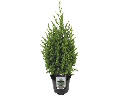 Genévrier bleu Juniperus chinensis 'Stricta' H 10-20 cm Co 0,9 l
