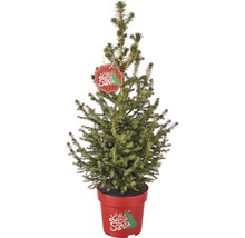 Kleine Fichte im Topf mit ''Little Santa'' Anhänger