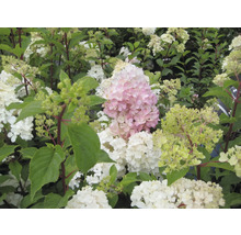 Gros plan sur un hortensia avec des fleurs blanches et roses