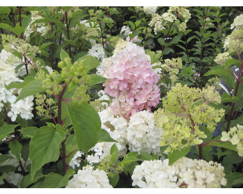 Nahaufnahme einer Hortensie mit weißen und rosa Blüten
