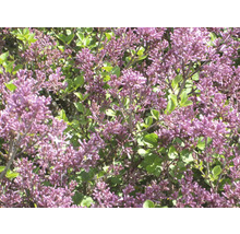 Zwerg Duftflieder FloraSelf Palibin 100-120 cm