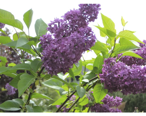 Nahaufnahme von blühendem Flieder mit grünen Blättern