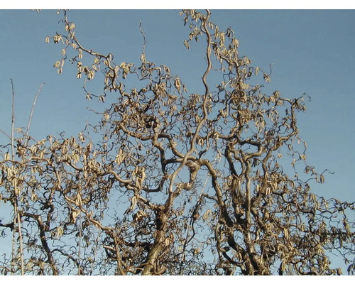 Noisetier tortueux avec des branches tordues et des inflorescences sur fond de ciel bleu