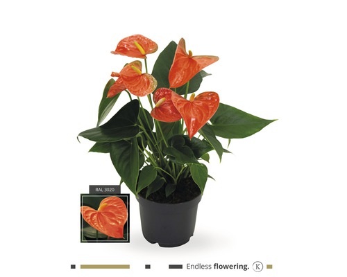 Langue de feu FloraSelf Anthurium andreanum H 35-40 cm pot Ø 12 cm