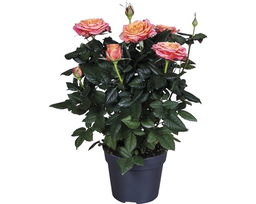 Rosier FloraSelf Rosa Hybride 'Lenora' h 30-40 cm pot Ø 13 cm orange