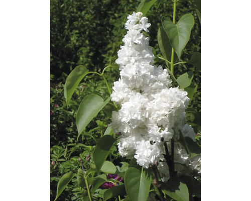 Nahaufnahme einer blühenden, weißen Fliederpflanze mit grünen Blättern