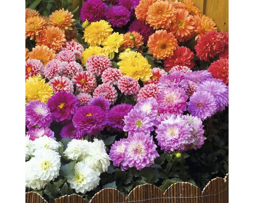 Diverses fleurs de dahlias dans un parterre de jardin