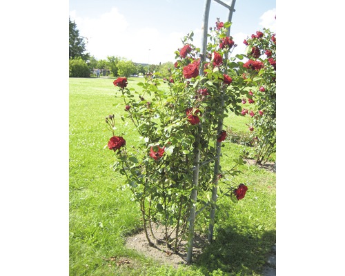 Arche de roses avec des roses rouges dans le jardin