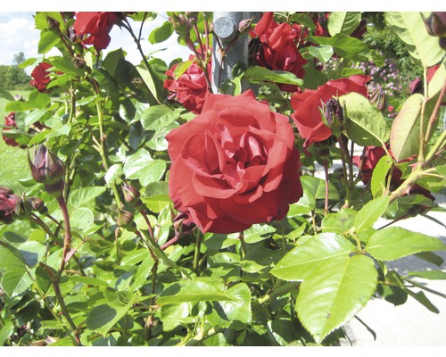 Rose avec des feuilles vertes dans le jardin