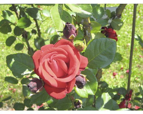 Gros plan d''une rose rouge avec des feuilles et des bourgeons