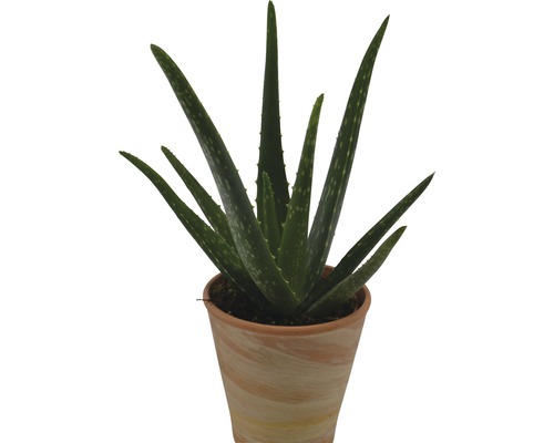 Aloe Vera FloraSelf Ø 12 H 50 cm