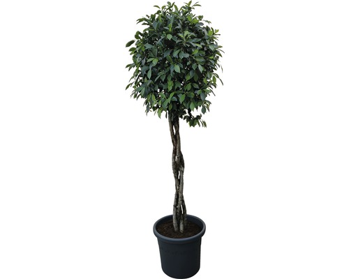 Figuier pleureur FloraSelf Ficus benjamina 'Nitida' H 250 cm pot Ø 48 cm