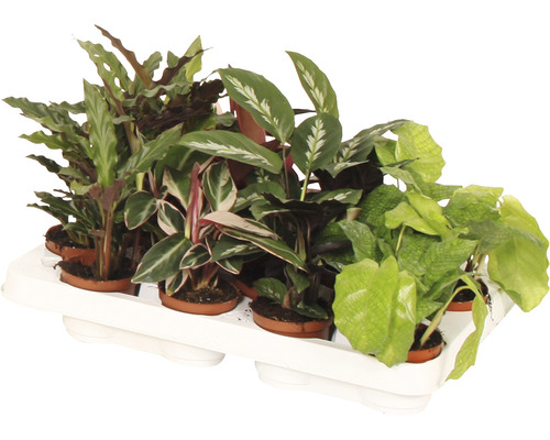 Tablett mit verschiedenen Zimmerpflanzen