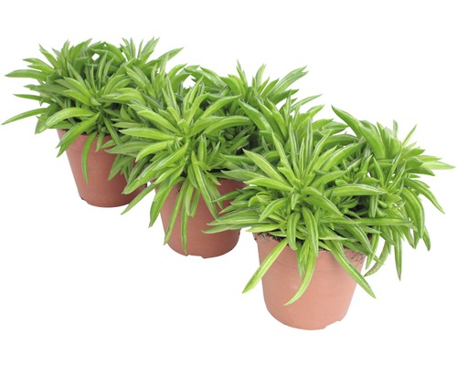 Drei Peperomia angustifolia Pflanzen in Töpfen