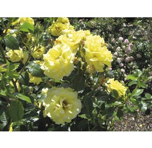 Gelbe Rosenblüten im Garten