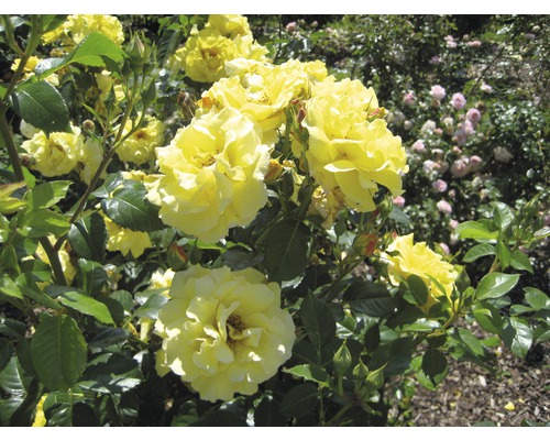 Gelbe Rosenblüten im Garten