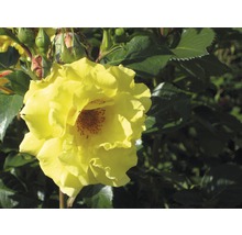 Gelbe Rose im Garten