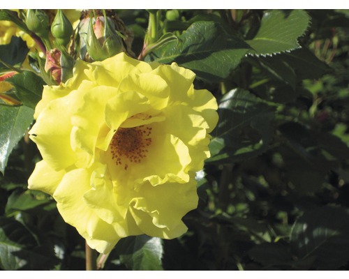 Gelbe Rose im Garten