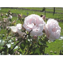 Nahaufnahme von blassrosa Rosenblüten