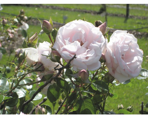 Nahaufnahme von blassrosa Rosenblüten