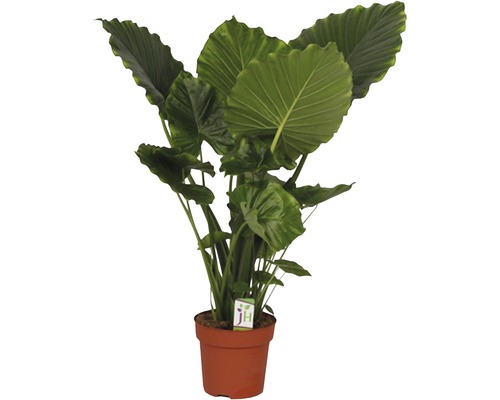 Alocasia macrorrhizos FloraSelf'California' H 90-100 cm pot Ø 21 cm