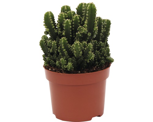 Kaktus FloraSelf Cereus repandus 'Paolina' H 20-25 cm Ø 12 cm Topf