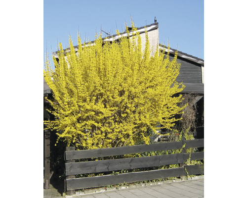 Forsythie im Garten mit Holzzaun und Haus im Hintergrund