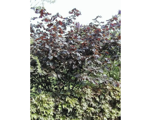 Blut-Haselstrauch im Garten