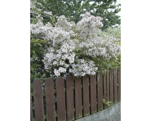Deutzie mit Holzzaun im Garten