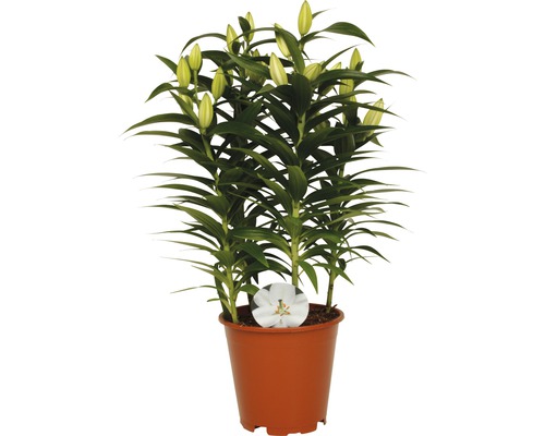 Lys oriental FloraSelf Lilium x Hybrid pot de 19 cm