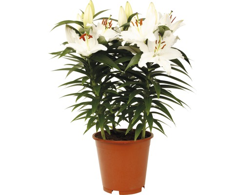 Lilienpflanze mit weißen Blüten im Pflanztopf