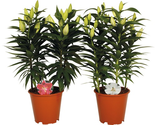 Zwei Lilienpflanzen in Töpfen mit Knospen