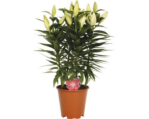 Lilie im Topf mit noch geschlossenen Blüten