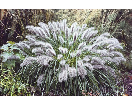Herbe aux écouvillons naine FloraSelf Pennisetum alopecuroides 'Little Bunny' h 5-20 cm p 14 cm