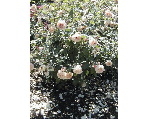 Rose im Garten mit Blüten und Blättern