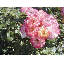 Nahaufnahme von rosa-gelben Rosenblüten mit grünen Blättern